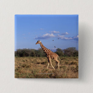 Giraffe 2 button