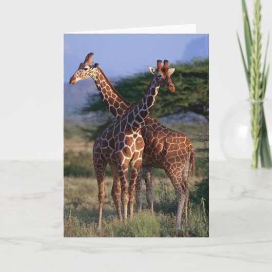Giraffe 2 karte (Vorderseite)