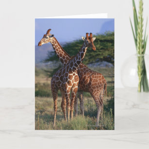 Giraffe 2 karte