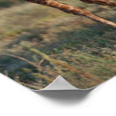 Giraffe 2 poster (Ecke)