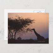 Giraffe 2 postkarte (Vorne/Hinten)