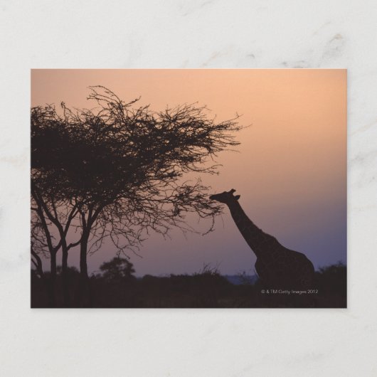 Giraffe 2 postkarte (Vorderseite)