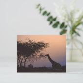 Giraffe 2 postkarte (Stehend Vorderseite)