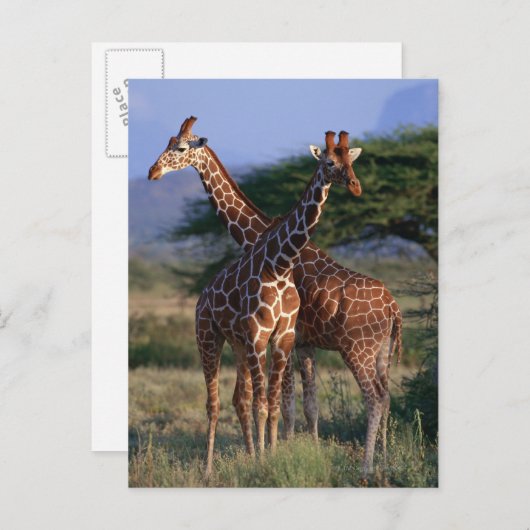 Giraffe 2 postkarte (Vorne/Hinten)