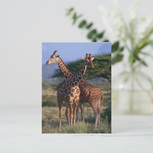 Giraffe 2 postkarte (Stehend Vorderseite)