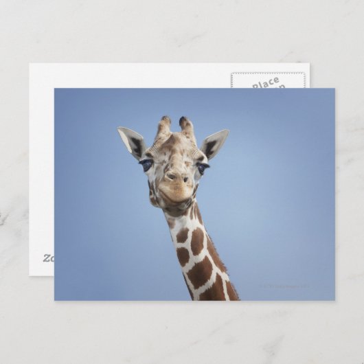 Giraffe 2 postkarte (Vorne/Hinten)