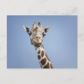 Giraffe 2 postkarte (Vorderseite)