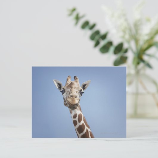 Giraffe 2 postkarte (Stehend Vorderseite)
