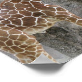 Giraffe 3 poster (Ecke)