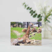 Giraffe #3 Postkarte (Stehend Vorderseite)