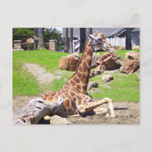 Giraffe #3 Postkarte