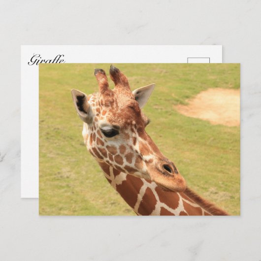 Giraffe #3 postkarte (Vorne/Hinten)