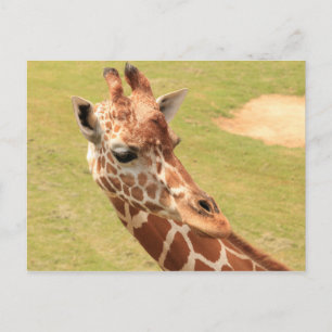 Giraffe #3 postkarte