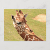 Giraffe #3 postkarte (Vorderseite)
