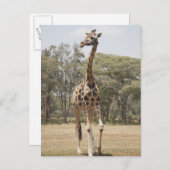 Giraffe 5 postkarte (Vorne/Hinten)