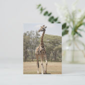 Giraffe 5 postkarte (Stehend Vorderseite)