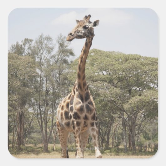 Giraffe 5 quadratischer aufkleber (Vorderseite)