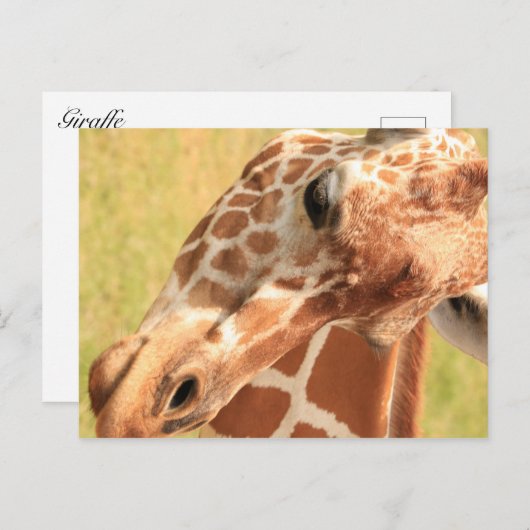 Giraffe #7 postkarte (Vorne/Hinten)