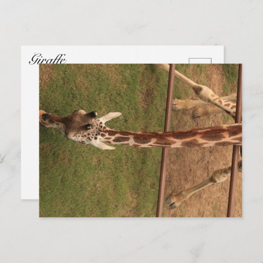 Giraffe #8 postkarte (Vorne/Hinten)