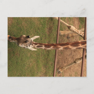 Giraffe #8 postkarte