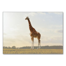 Giraffe ABA Tact Labeling Flashcard | Picture Card