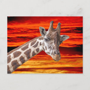Giraffe Animal Portrait gegen Sunset Sky Postkarte