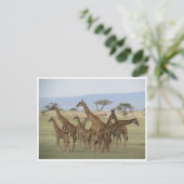 Giraffe-Ansammlung Postkarte (Stehend Vorderseite)