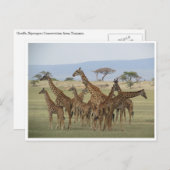 Giraffe-Ansammlung Postkarte (Vorne/Hinten)