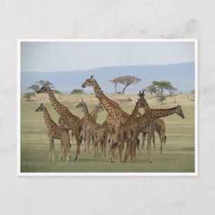 Giraffe-Ansammlung Postkarte
