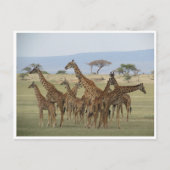Giraffe-Ansammlung Postkarte (Vorderseite)