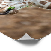 Giraffe aß Gras Poster (Ecke)