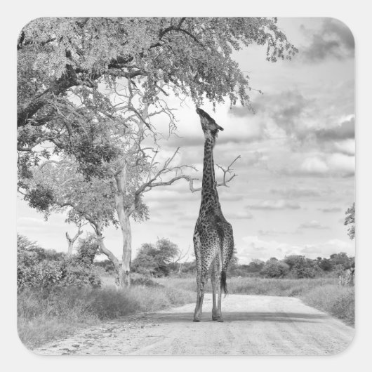 Giraffe auf der Straße Quadratischer Aufkleber (Vorderseite)