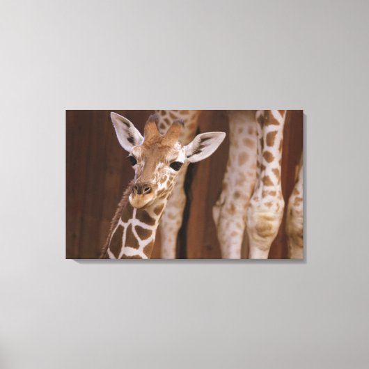 Giraffe auf Leinwand (Vorderseite)