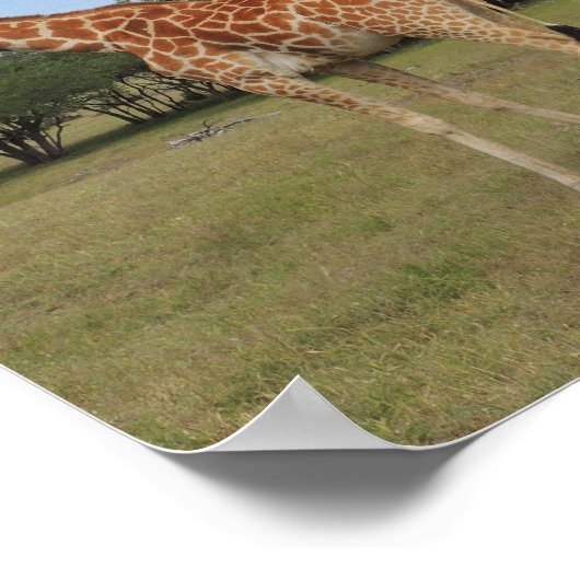 Giraffe bei Fossil Rim Poster (Ecke)