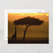 Giraffe bei Sonnenaufgang Postkarte (Vorne/Hinten)