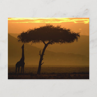 Giraffe bei Sonnenaufgang Postkarte