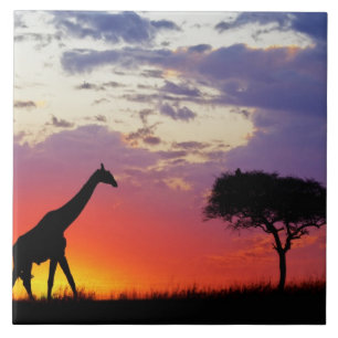 Giraffe bei Sonnenaufgang silhouettiert, Giraffa Fliese