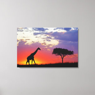 Giraffe bei Sonnenaufgang silhouettiert, Giraffa Leinwanddruck