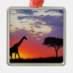 Giraffe bei Sonnenaufgang silhouettiert, Giraffa Silbernes Ornament
