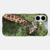Giraffe Case-Mate iPhone Hülle (Rückseite (Horizontal))