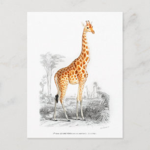 Giraffe - Charles Dessalines dOrbigny Vintage-Kuns Postkarte
