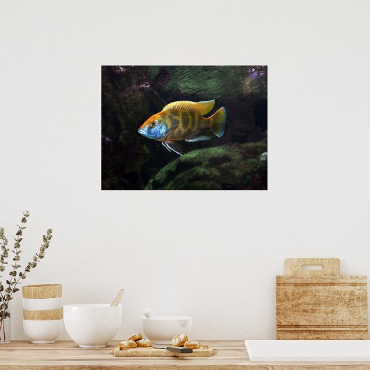 Giraffe Cichlid Poster (Küche)