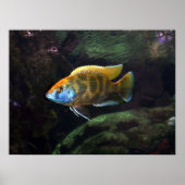 Giraffe Cichlid Poster (Vorne)
