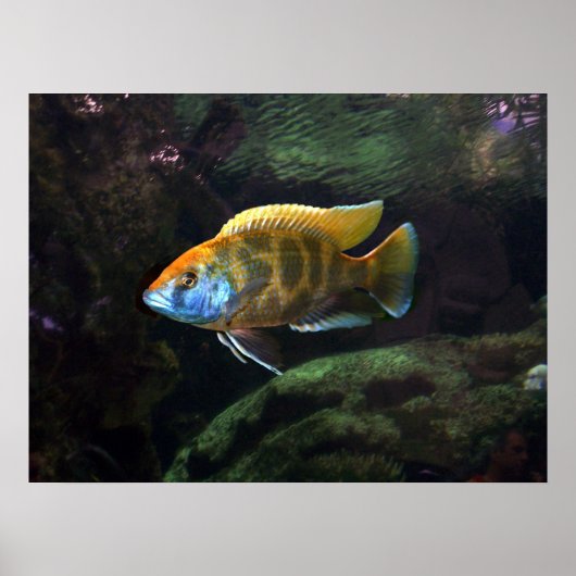 Giraffe Cichlid Poster (Vorne)