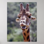Giraffe Closeup Poster (Vorne)