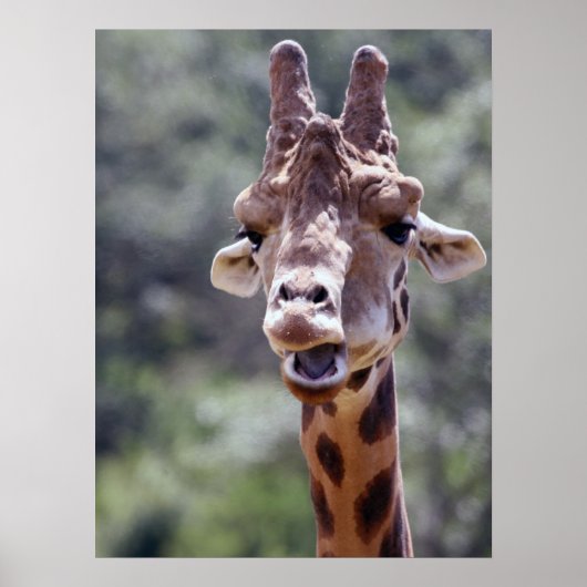 Giraffe Closeup Poster (Vorne)