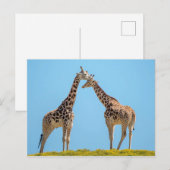 Giraffe Couple Portrait Postkarte (Vorne/Hinten)