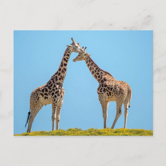 Giraffe Couple Portrait Postkarte (Vorderseite)