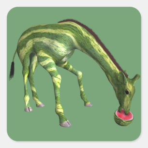 Giraffe, der Wassermelone isst Quadratischer Aufkleber
