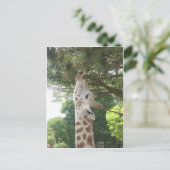 Giraffe, die Blatt isst Postkarte (Stehend Vorderseite)